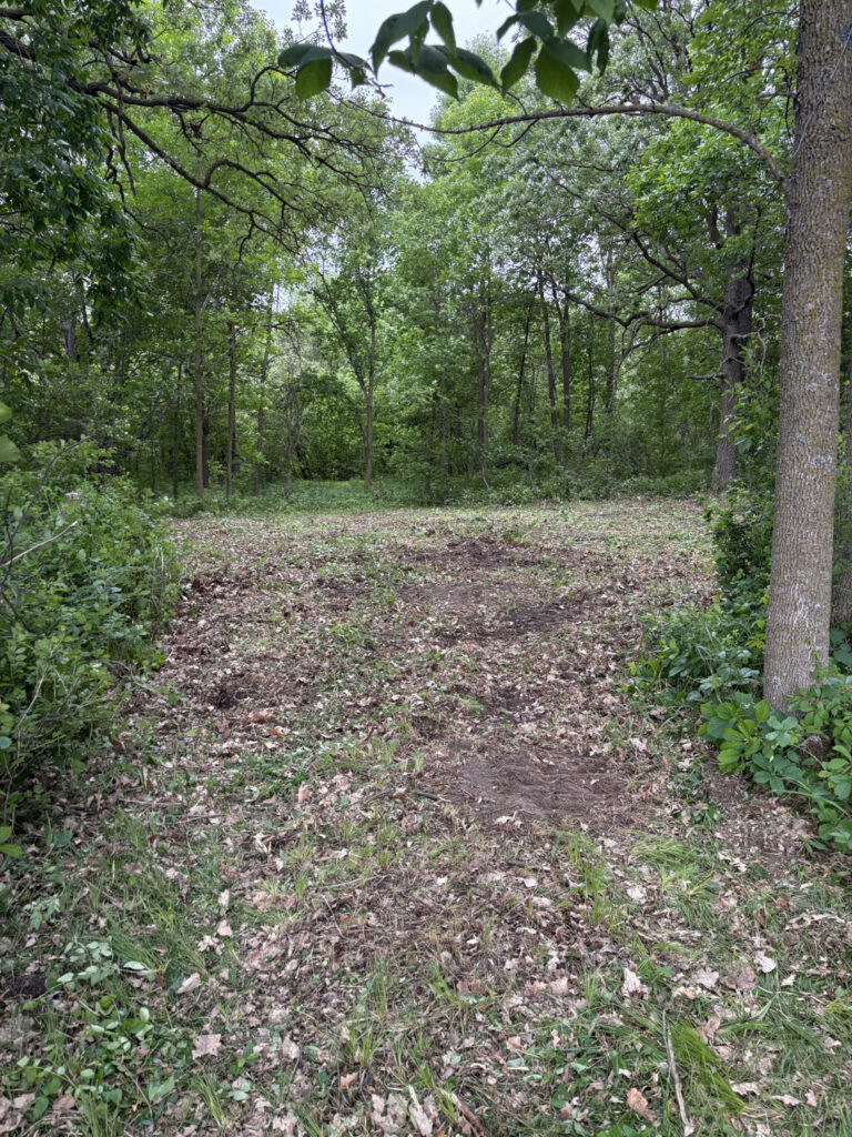 Forested area with a vehicle sized path cut through it.